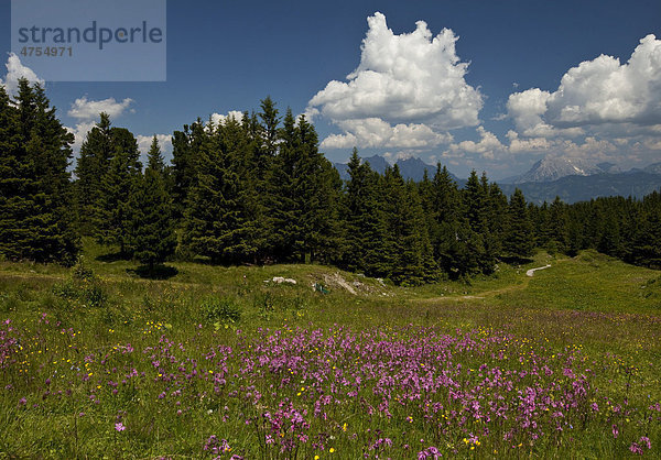 Almwiese mit rosaroten Blumen  Weg und Wald  Steiermark  Österreich  Europa