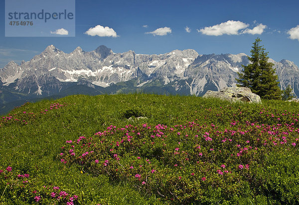 Wiese mit Alpenrose (Rhododendron ferrugineum) vor dem Dachsteinmassiv  Reiteralm  Steiermark  Österreich  Europa