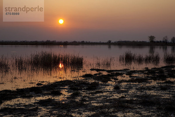 Sonnenuntergang am See  Nationalpark Neusiedlersee  Burgenland  Österreich  Europa