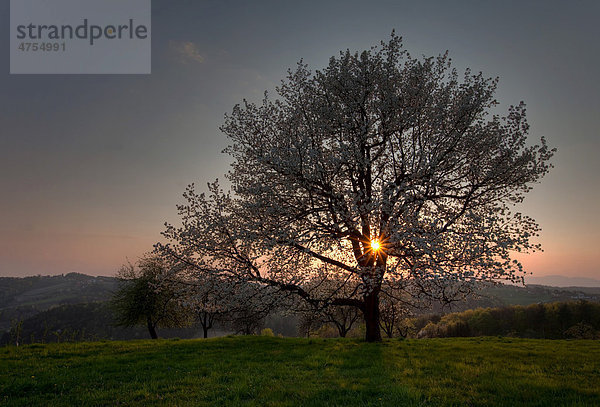 Kirschbaum in voller Blüte bei Sonnenuntergang  Steiermark  Österreich  Europa