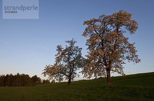 Kirschbäume in voller Blüte im ersten Morgenlicht  Steiermark  Österreich  Europa