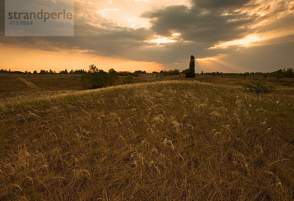 Hügelige Landschaft mit braunem Federgras bei Sonnenuntergang  Kiskunzag  Ungarn  Europa