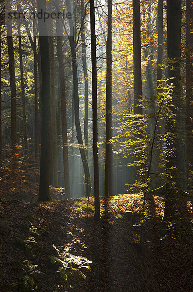 Sonnenstrahlen im herbstlichen Wald  Steiermark  Österreich  Europa
