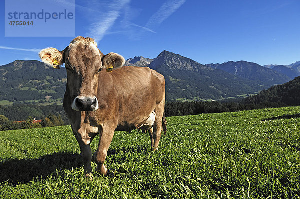 Milchkuh auf der Weide  hinten Allgäuer Berge  Fischen  Allgäu  Bayern  Deutschland  Europa