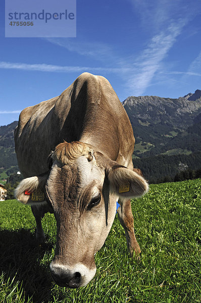 Grasende Milchkuh auf der Weide  hinten Allgäuer Berge  Fischen  Allgäu  Bayern  Deutschland  Europa