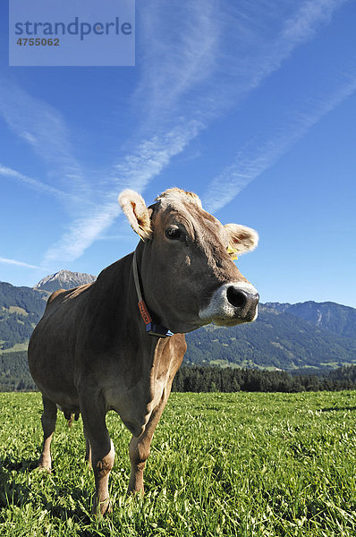 Milchkuh auf der Weide  hinten Allgäuer Berge  Fischen  Allgäu  Bayern  Deutschland  Europa