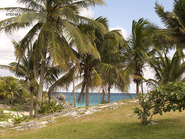 Palmenhain am Karibischen Meer  Tulum  Yucat‡n  Mexiko  Amerika