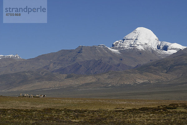 Tibet-Gazellen  Tibetgazelle (Procapra picticaudata) vor dem verschneiten Mount Kailash  tibetisch: Kang Rinpoche  6638 m  Westtibet  Provinz Ngari  Tibet  China  Asien