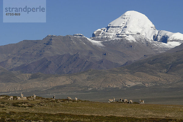 Tibet-Gazellen  Tibetgazelle (Procapra picticaudata) vor dem verschneiten Mount Kailash  tibetisch: Kang Rinpoche  6638 m  Westtibet  Provinz Ngari  Tibet  China  Asien