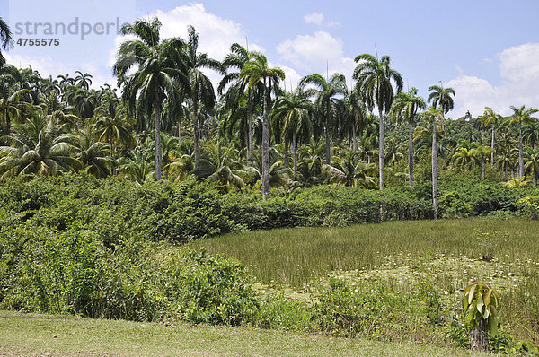 Palmen  Vegetation  Nationalpark Alexander von Humboldt  Kuba  Karibik  Mittelamerika