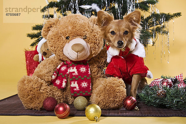 Mischling im Weihnachtskostüm sitzt neben Teddybär