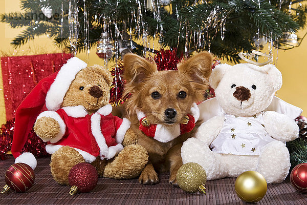 Mischling liegt unter Weihnachtsbaum zwischen zwei Teddys