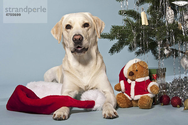 Liegender Labrador neben Teddy und Weihnachtsbaum