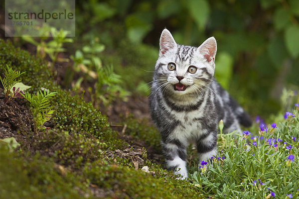 Kleines silver-tabby Britisch Kurzhaar Kätzchen im Garten