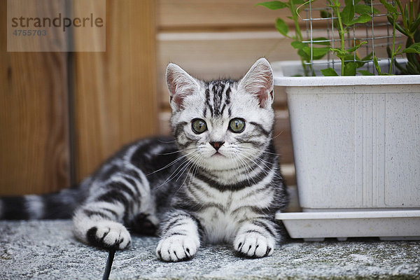 Kleines silver-tabby Britisch Kurzhaar Kätzchen im Garten