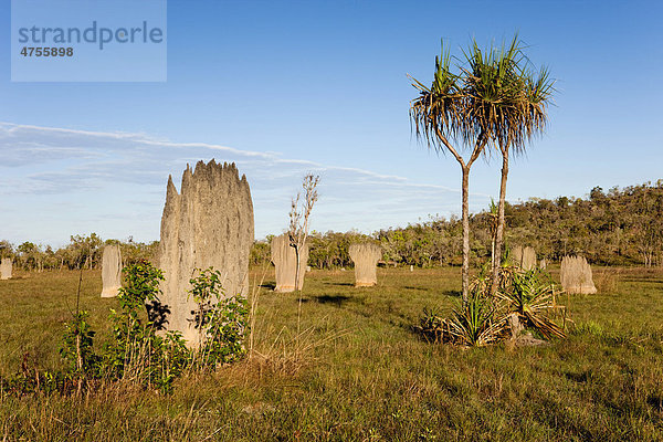 Bau von Kompasstermiten (Amitermes meridionalis)  Litchfield Nationalpark  Northern Territory  Australien