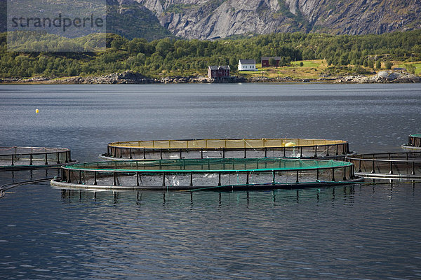 Lachszucht  Raftsundet  Insel Austvagoya  Lofoten  Norwegen  Skandinavien  Europa