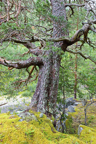 Knorriger Baum  Norwegen  Skandinavien  Europa