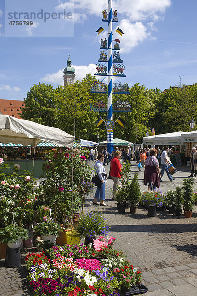 Blumenstand auf dem Viktualienmarkt im Bezirk Altstadt-Lehel  München  Bayern  Deutschland  Europa