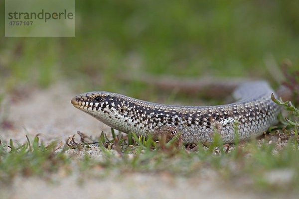 Gefleckter Walzenskink (Chalcides ocellatus)  Sardinien  Italien  Europa