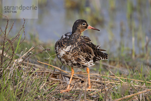 Kampfläufer (Philomachus pugnax)  Neusiedlersee  Österreich  Europa