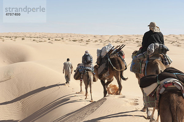 Sanfter nachhaltiger Tourismus  Kameltrekking  Kamele  Dromedare (Camelus dromedarius)  Sanddünen  Wüste Sahara zwischen Douz und Ksar Ghilane  Südtunesien  Tunesien  Maghreb  Nordafrika  Afrika