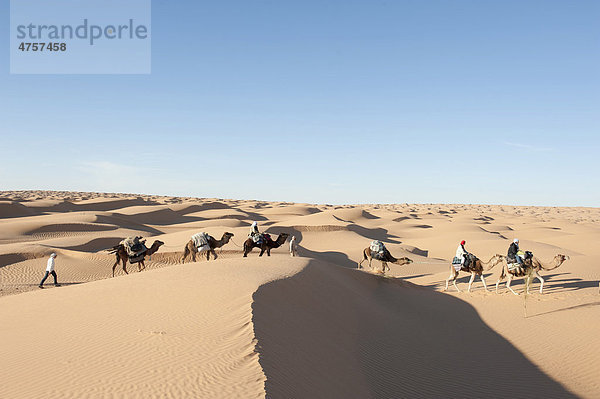 Sanfter nachhaltiger Tourismus  Karawane  Kameltrekking  Kamele  Dromedare (Camelus dromedarius)  Sanddünen  Wüste Sahara zwischen Douz und Ksar Ghilane  Südtunesien  Tunesien  Maghreb  Nordafrika  Afrika