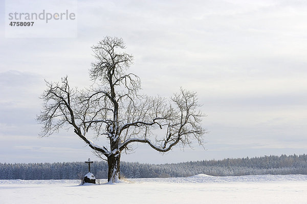Alter Baum mit Feldkreuz im Winter  Mindelheim  Unterallgäu  Bayern  Deutschland  Europa
