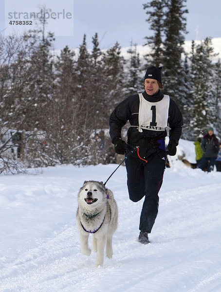 Schlittenhund  Siberian Husky zieht einen laufenden Mann  Canicross  Hundesportart  Hundeschlittenrennen in der Nähe von Whitehorse  Yukon Territorium  Kanada