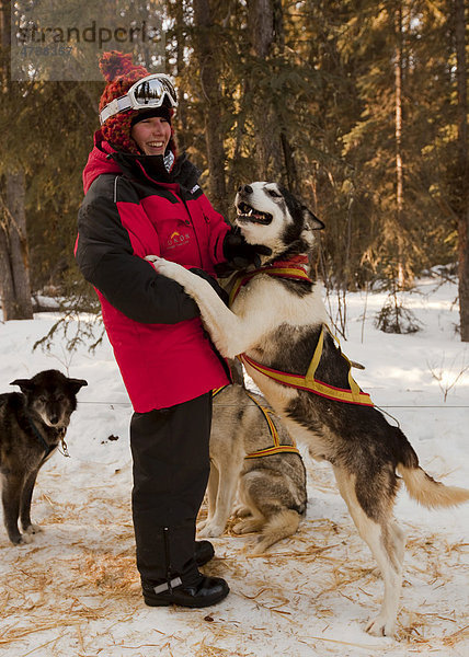 Junge Frau  Hundeschlittenführerin beim Spielen mit Schlittenhund im Geschirr  Alaskan Husky  Yukon Territory  Kanada