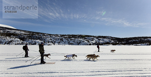 Gruppe beim Skijöring  Schlittenhunde ziehen Langläufer  Hundesport  Alaskan Huskys  auf dem zugefrorenen Lake Lindeman See  Coastal Range Gebirge mit Chilkoot Pass und Chilkoot Trail hinten  Yukon Territory  British Columbia  BC  Kanada