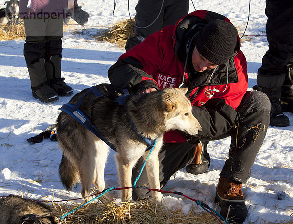 Tierarzt untersucht Schlittenhund  Alaskan Husky  Stethoskop  in Pelly Crossing Checkpoint  Yukon Quest 1.000-Meilen Internationales Schlittenhunderennen 2010  Yukon  Kanada