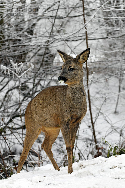 Junges Reh (Capreolus capreolus)  Rehkitz  Kitz im Winter im Schnee