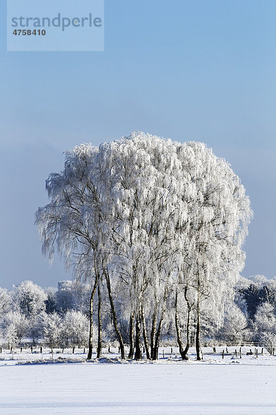 Mit Raureif bedeckte Bäume in verschneiter Landschaft im Winter  Birken in Winterlandschaft  Norderstedt  Schleswig-Holstein  Deutschland  Europa