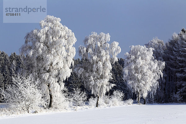Mit Raureif bedeckte Bäume in verschneiter Landschaft im Winter  Birken in Winterlandschaft  Schleswig-Holstein  Deutschland  Europa
