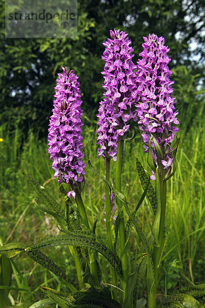 Übersehenes Knabenkraut (Dactylorhiza praetermissa var. junialis) Orchidee in Feuchtwiese  seltene geschütze Pflanze