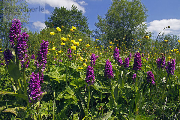 Orchideen in Feuchtwiese  Breitblättriges Knabenkraut (Dactylorhiza majalis) und Trollblumen (Trollius europaeus)  geschütze seltene Pflanzen in Orchideenwiese