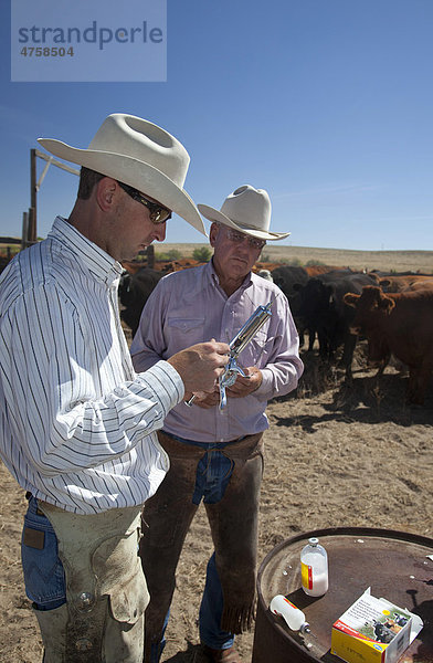 Impfung der Kälber auf der Bohart Ranch  Yoder  Colorado  USA