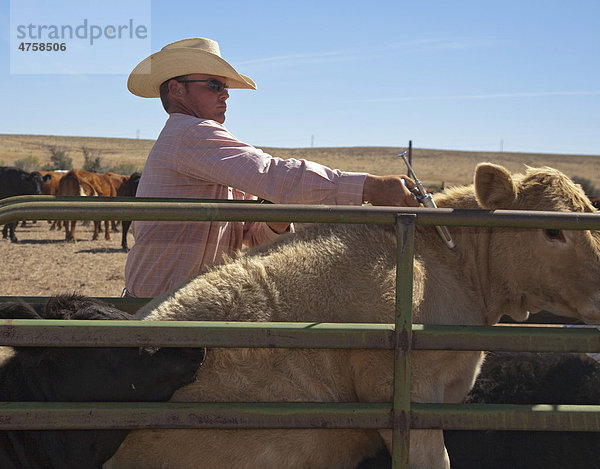 Impfung der Kälber auf der Bohart Ranch  Yoder  Colorado  USA