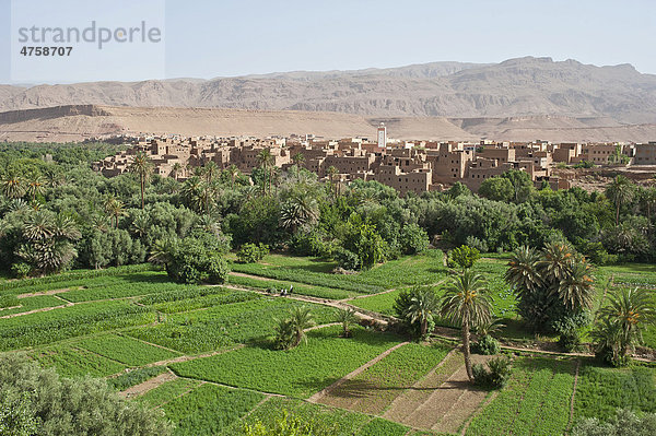 Oasenlandschaft mit Feldern und Lehmdorf mit Moschee  Hoher Atlas  Tinerhir  Marokko  Afrika