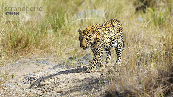 Leopard (Panthera pardus)  Masai Mara National Reserve  Kenia  Ostafrika  Afrika