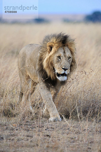 Löwe (Panthera leo)  Männchen  Masai Mara National Reserve  Kenia  Ostafrika  Afrika