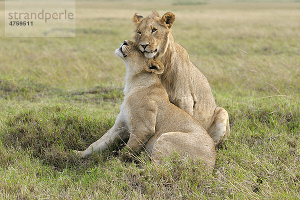 Löwen (Panthera leo)  spielende  schmusende Geschwister  Masai Mara National Reserve  Kenia  Ostafrika  Afrika