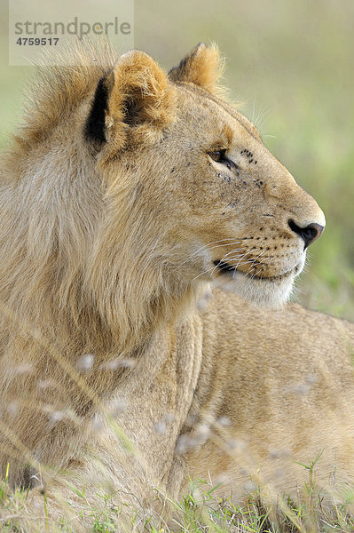 Löwe (Panthera leo)  Jungtier  Portrait  Masai Mara National Reserve  Kenia  Ostafrika  Afrika