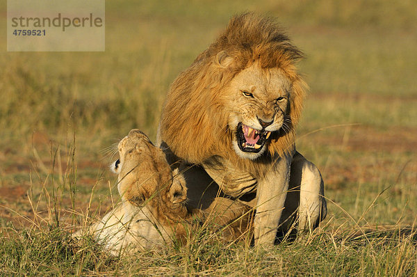 Löwen (Panthera leo)  Paarung  Masai Mara National Reserve  Kenia  Ostafrika  Afrika