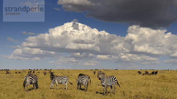 Böhm-Zebra oder Steppenzebra (Equus quagga boehmi) und Streifengnu (Connochaetes taurinus)  Herde in der Steppe mit dramatischer Wolkenbildung  Masai Mara National Reserve  Kenia  Ostafrika  Afrika Equus quagga Steppenzebra