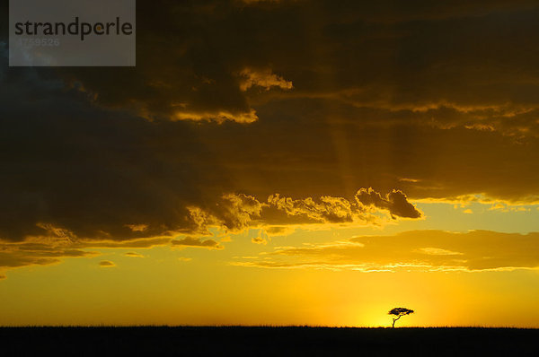 Lichtstimmung  Sonnenuntergang im Masai Mara National Reserve  Kenia  Ostafrika  Afrika