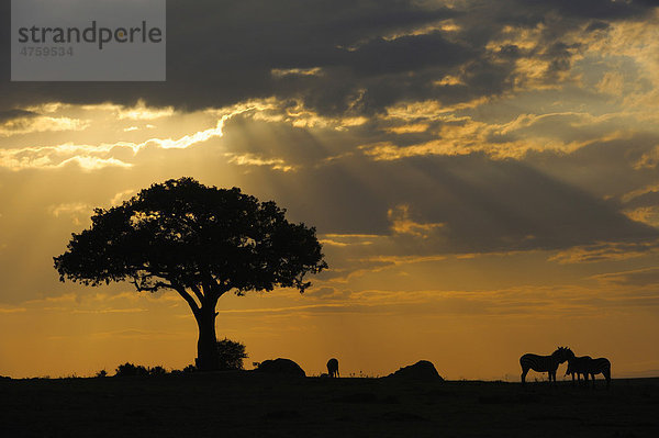 Lichtstimmung  Sonnenaufgang im Masai Mara National Reserve  Kenia  Ostafrika  Afrika