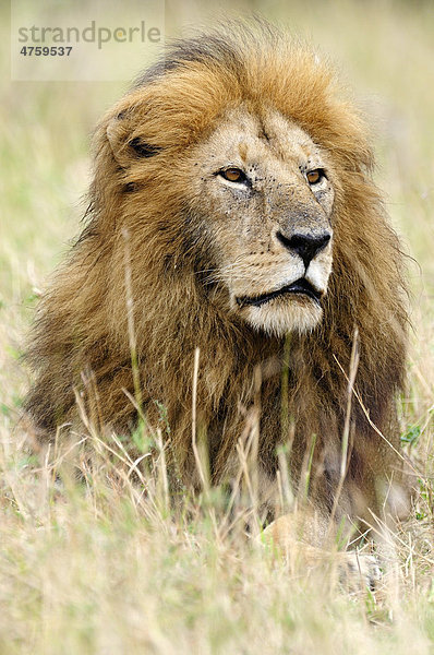 Löwe (Panthera leo)  alter Mähnenlöwe  Porträt  Masai Mara National Reserve  Kenia  Ostafrika  Afrika