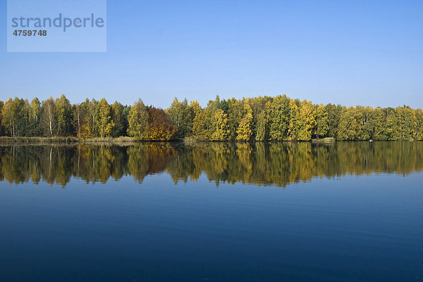 Herbststimmung am Lindensee im Naturschutzgebiet Mönchbruch  Frankfurt  Hessen  Deutschland  Europa